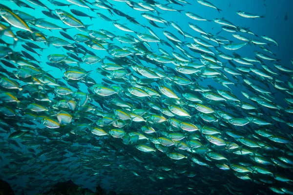 Unterwasser Ansicht Von Fischen Der Nähe Der Insel Koh Tao — Stockfoto