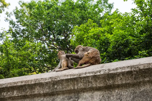 Monkey in a temple in Kathmandu