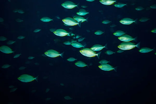 Vista Submarina Hermosos Peces Cerca Isla Kot Tao Tailandia —  Fotos de Stock