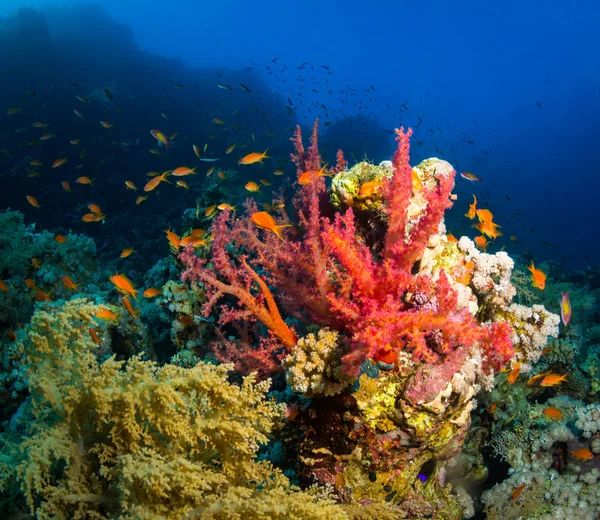 Красивый Коралловый Сад Красном Море Шарм Эль Шейх Египет — стоковое фото