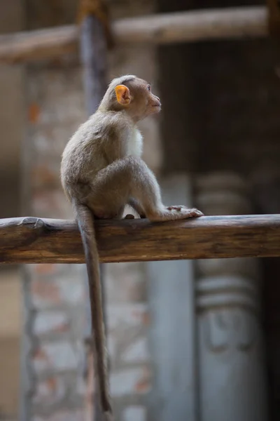 印度寺庙里的猴子 — 图库照片