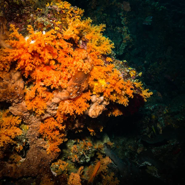 Okyanus Flora Fauna Bali Endonezya Sualtı Çekimi — Stok fotoğraf