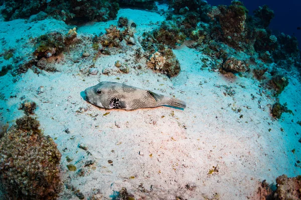 Spotfin Burrfish Sur Magnifique Récif Corallien Mer Rouge — Photo