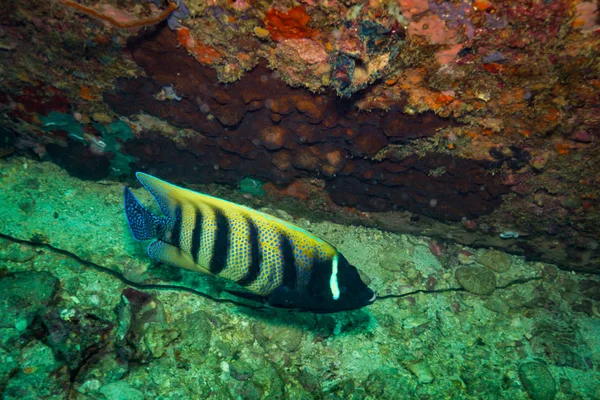 Bela Butterflyfish Recife Perto Ilha Kot Tao Tailândia — Fotografia de Stock