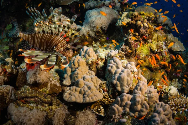 Pez León Sobre Fondo Del Arrecife Coral — Foto de Stock