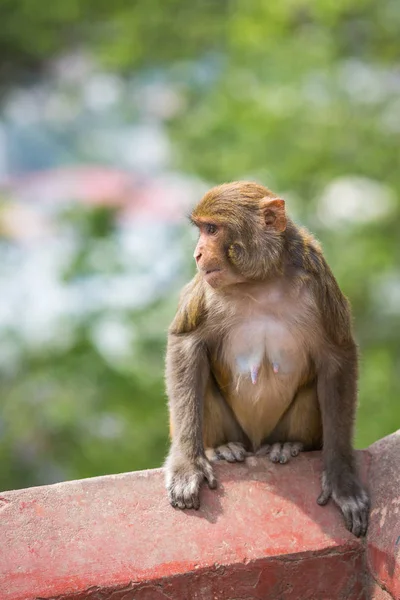 Affe Einem Tempel Kathmandu — Stockfoto