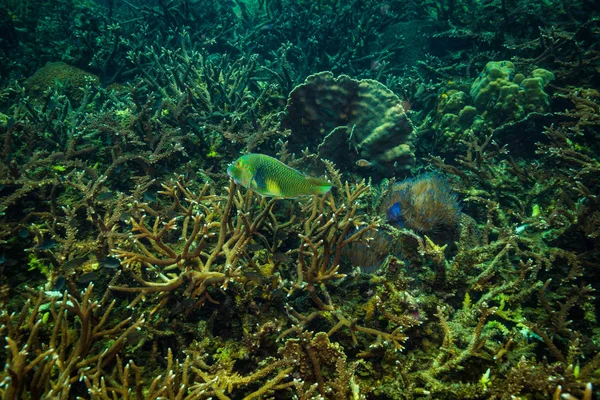 Underwater View Beautiful Fish Reef Kot Tao Island Thailand — Stock Photo, Image