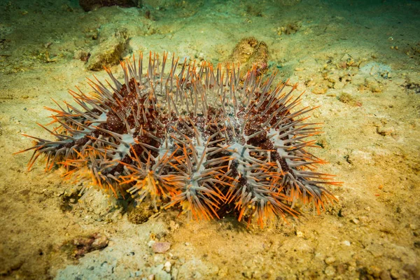 Acanthaster Στον Κοραλλιογενή Ύφαλο Της Τάο Ταϊλάνδη — Φωτογραφία Αρχείου