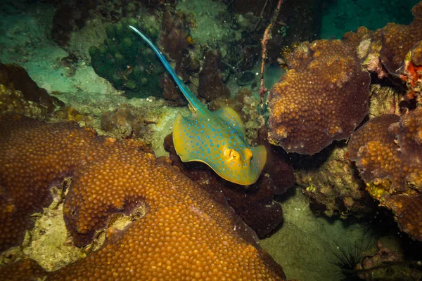 Gyönyörű Kék Pettyes Stingray Közelében Koh Tao Sziget Thaiföld — Stock Fotó