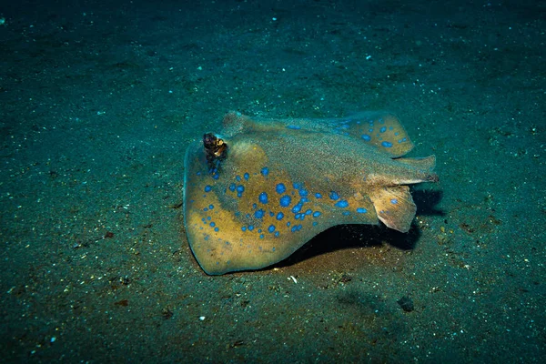 Stingray Maculato Blu Vicino All Isola Bali — Foto Stock