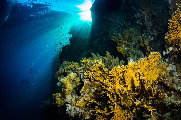 Gyönyörű Korall Kert Red Sea Sharm Sheikh Egyiptom — Stock Fotó