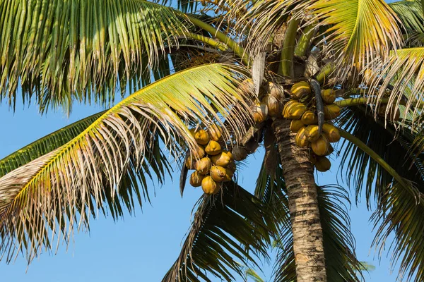 Yağmur ormanları. Güney Hindistan. Kerala Devlet
