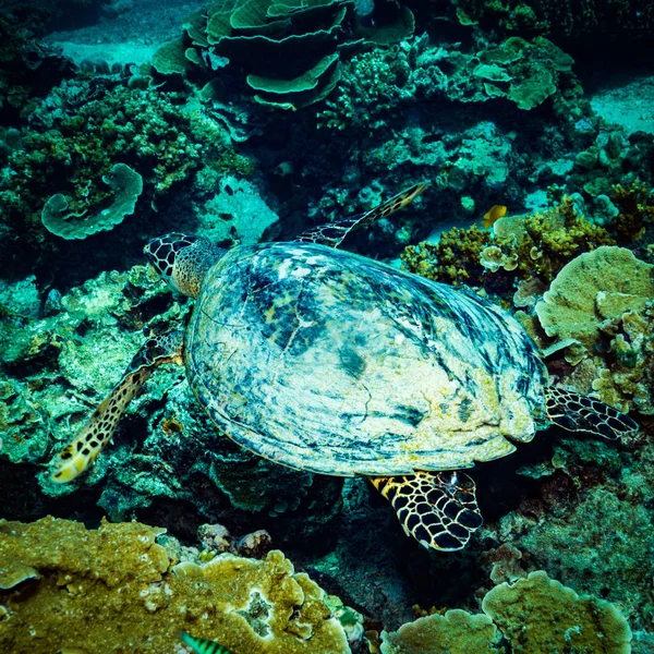 Underwater View Turtle Reef Gili Islands Indonesia — Stock Photo, Image