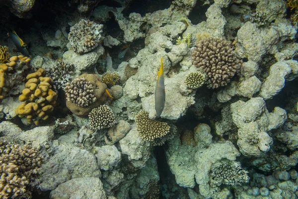 Vista Subacquea Della Bellissima Barriera Corallina Nel Mar Rosso Sharm — Foto Stock