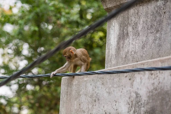加德满都的一座寺庙里的猴子 — 图库照片
