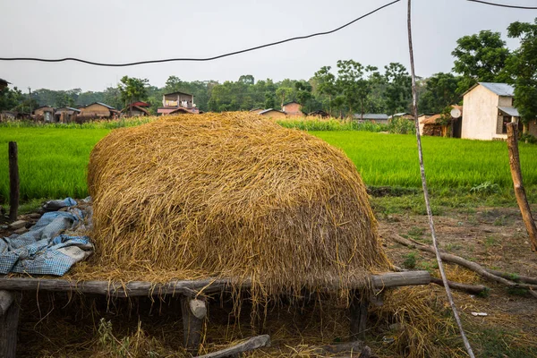 Vacker Utsikt Över Vackert Landskap Med Flora Och Fauna Chitwan — Stockfoto