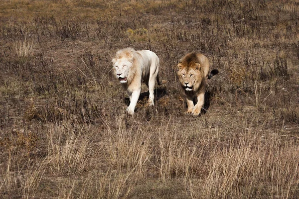 Deux Lions Marchant Dans Savane — Photo