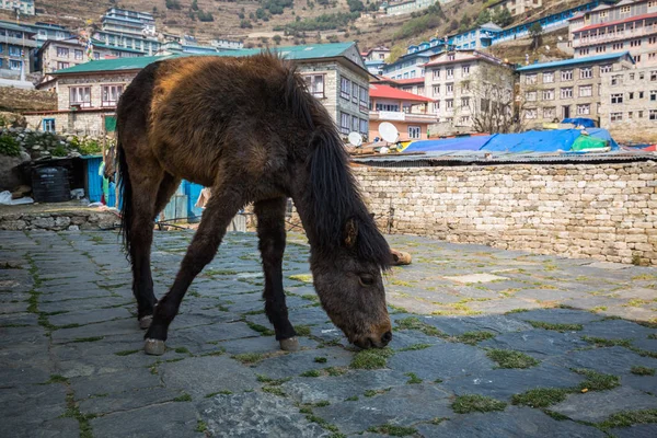 Horse on track to Everest base camp