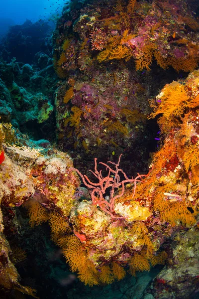 Hermoso Jardín Coral Mar Rojo Sharm Sheikh Egipto — Foto de Stock