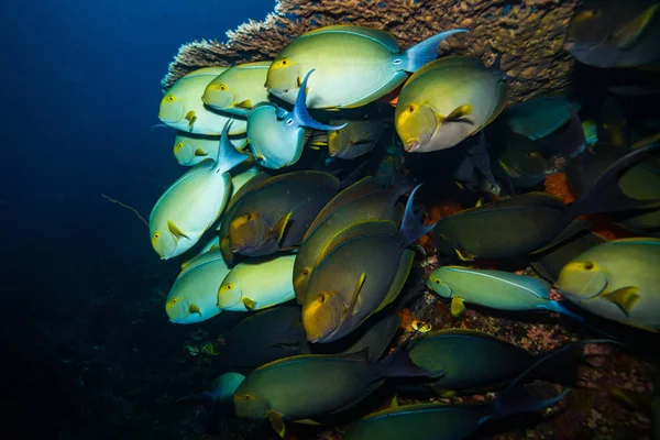Риба Риф Комодо Парк — стокове фото