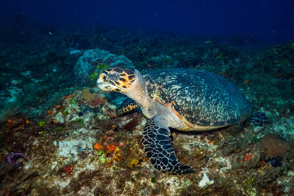 Podwodne Widok Piękny Zielony Żółw Rafie Cozumel — Zdjęcie stockowe