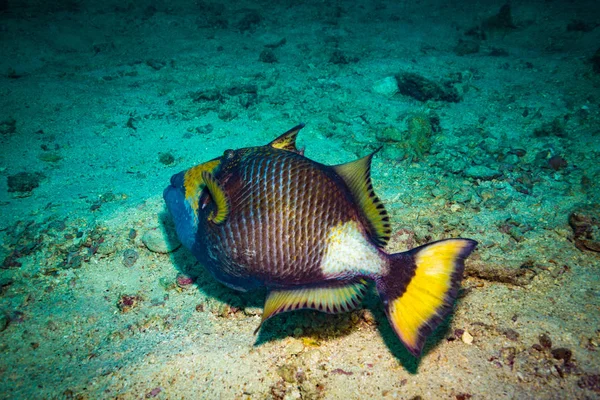 Hermosa Gran Triggerfish Cerca Isla Koh Tao Tailandia — Foto de Stock