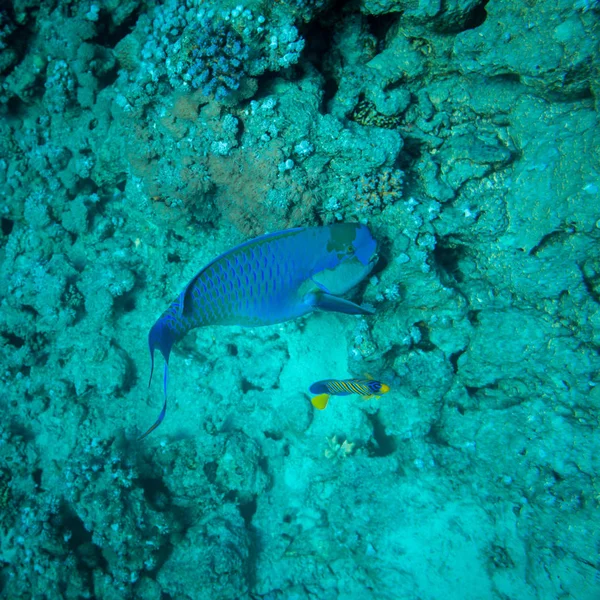 Poisson Perroquet Rouillé Sur Magnifique Récif Corallien Mer Rouge — Photo