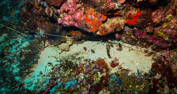 Brote Submarino Flora Fauna Oceánica Bali Indonesia — Foto de Stock