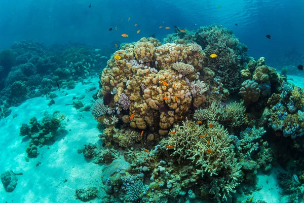Красиві Тропічних Риб Фоні Коралові Рифи Червоне Море Шарм Ель — стокове фото
