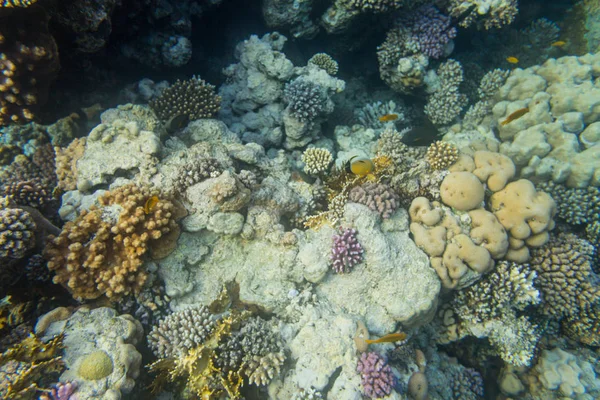 Vista Subacquea Della Bellissima Barriera Corallina Nel Mar Rosso Sharm — Foto Stock