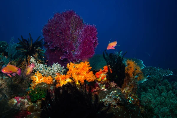 Hermosos Corales Arrecife Del Parque Nacional Komodo Indonesia — Foto de Stock