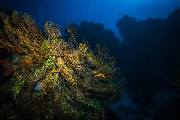 Csodálatos Víz Alatti Kilátás Nyílik Korallzátony Cozumel Szigetre — Stock Fotó