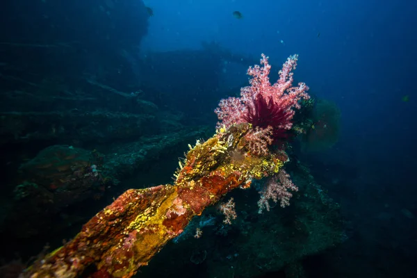 Podvodní Natáčení Oceánu Flóry Fauny Bali Indonésie — Stock fotografie