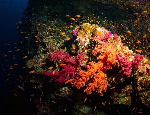 Beautiful Coral Garden Red Sea Sharm Sheikh Egypt — Stock Photo, Image