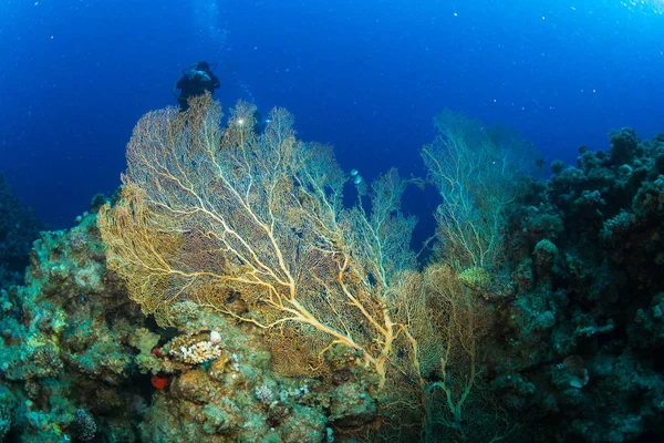 Підводний Постріл Морська Підлога — стокове фото