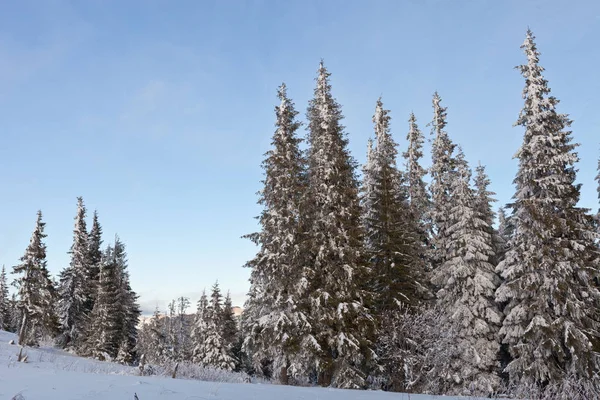 Красивый Зимний Пейзаж Заснеженных Украинских Карпатах — стоковое фото