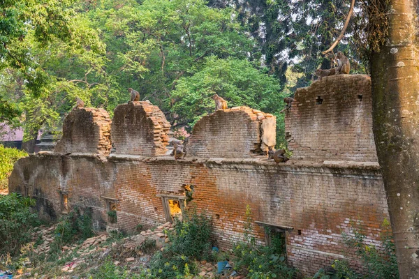 Apa Ett Tempel Katmandu — Stockfoto