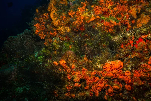 Mercan Cozumel Adası Nın Güzel Sualtı Görünümü — Stok fotoğraf