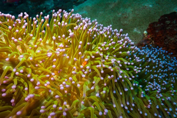 Mercan, Bali Adası üzerinde palyaço balığı