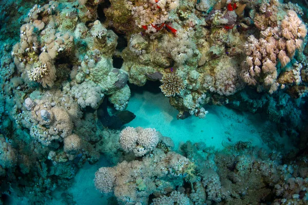Moray Arrecife Coral Por Noche Mar Rojo Sharm Sheikh Egipto — Foto de Stock