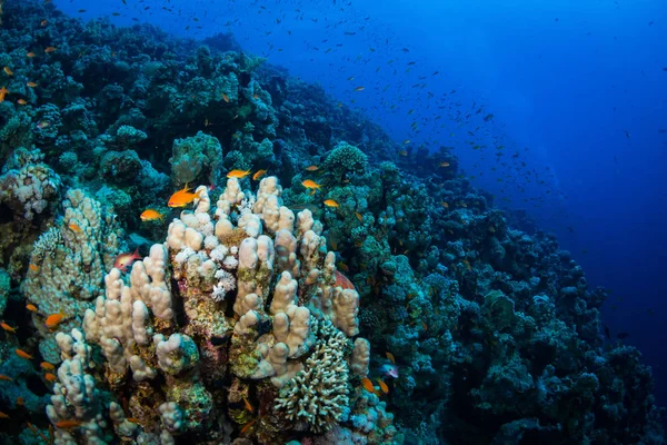 Тропічних Риб Фоні Коралові Рифи Червоне Море Шарм Ель Шейх — стокове фото