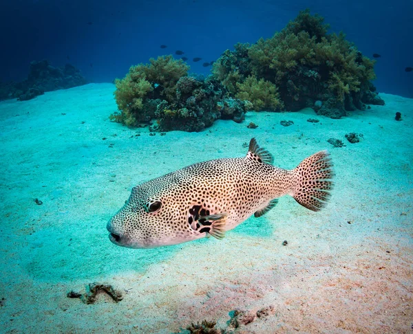 Spotfin Burrfish Güzel Mercan Kayalığı Red Sea Deki Daki Üzerinde — Stok fotoğraf