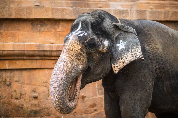 Elefante Templo Indiano Tamil Nadu — Fotografia de Stock