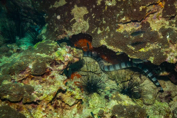 Serpiente Submarina Koh Tao Tailandia —  Fotos de Stock