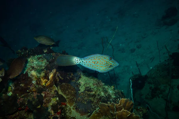 Vista Subaquática Belos Peixes Perto Ilha Kot Tao Tailândia — Fotografia de Stock