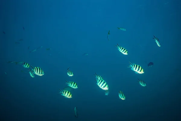 Underwater View Sergeant Fishes Neat Koh Tao Thailand — Stock Photo, Image