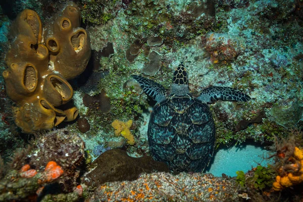 Vue Sous Marine Belle Tortue Verte Sur Récif Cozumel — Photo