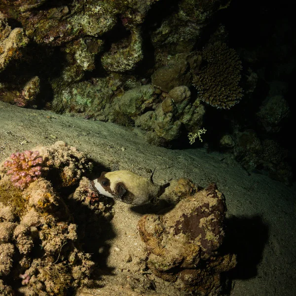 Beautiful Underwater View Coral Reef Red Sea Night — Stock Photo, Image