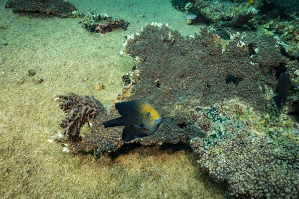Подводный Кадр Дне Океана — стоковое фото
