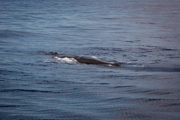Sri Lanka balina izleme